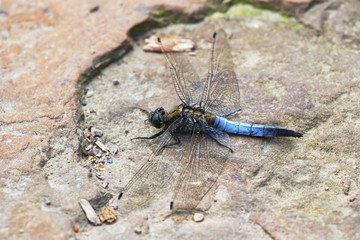 blaue Libelle