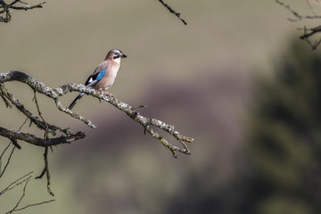 Eichelhäher (Garrulus glandarius)