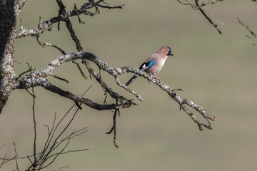Eichelhäher (Garrulus glandarius)