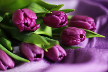 Bouquet of purple tulips, close up, selective focus, purple background