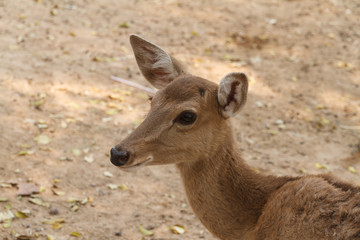 Closeup head shot of deer doe.