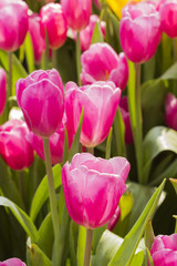 Closeup pink tulips flower background. Beautiful view of tulips in fog landscape at the middle of spring or summer.