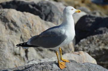 gabbiano
