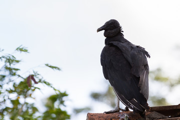 Fototapeta premium adult black vulture