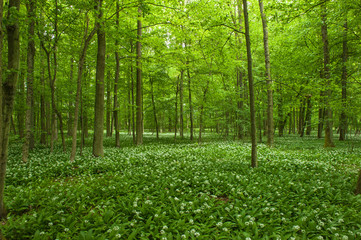 Fototapeta na wymiar Bärlauchblüte im Wald