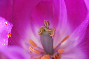 pistillo