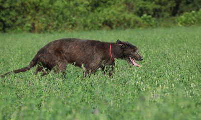 Irish wolfhound running in nature
