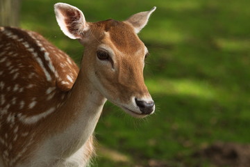 Reh Bambi