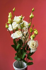 Blossoming white eustoma flower in vase.