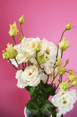Blooming eustoma flower with many yellow bud on pink background.