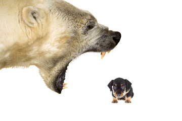 Polar bear bullying a small dog on a white background