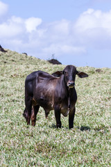young bull in a grass field