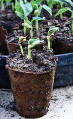 Jeunes pousses de haricots en pots.