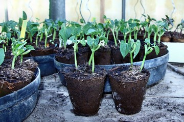 Jeunes pousses de haricots en pots.