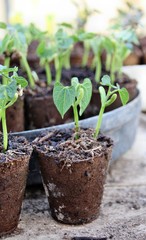 Jeunes pousses de haricots en pots.