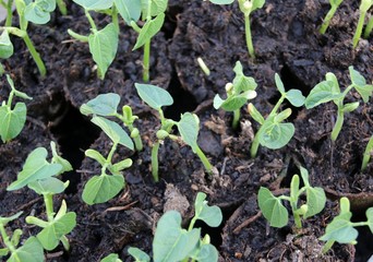 Jeunes pousses de haricots en pots.
