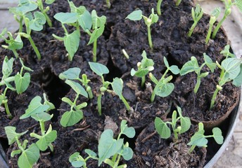 Jeunes pousses de haricots en pots.