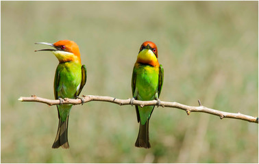 Chestnut-headed Bee-eater 
