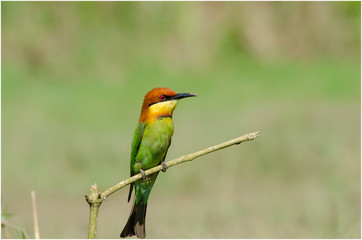 Chestnut-headed Bee-eater 