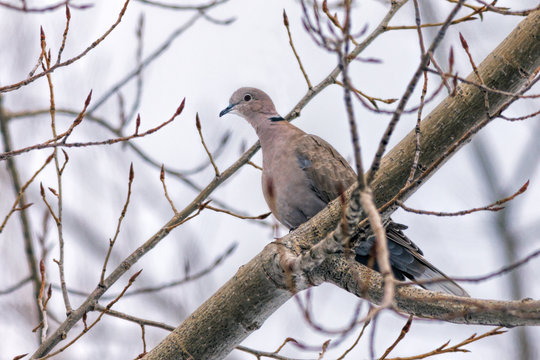 Eaurasian collared dove in tree.