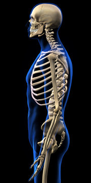 Human Skeleton, Upper Body, Side View on Black Background