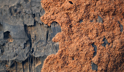 nature detail - strange pattern - old palm tree trunk close up with termite sand construction on top - background with natural sunlight