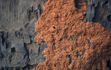 nature detail - strange pattern - old palm tree trunk close up with termite sand construction on top - background with natural sunlight