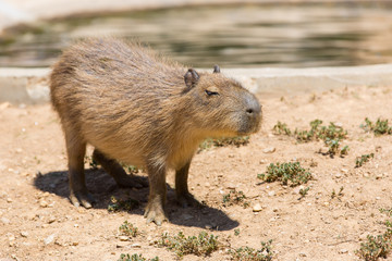 Capivara