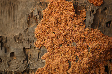 nature detail - strange pattern - old palm tree trunk close up with termite sand construction on top - background with natural sunlight