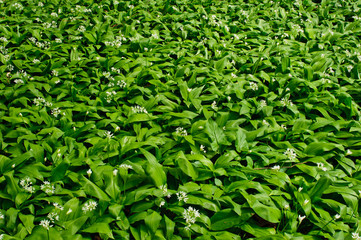 Bärlauchblüte im Wald