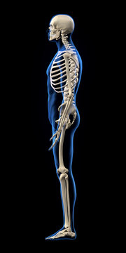 Human Skeleton, Side View on Black Background
