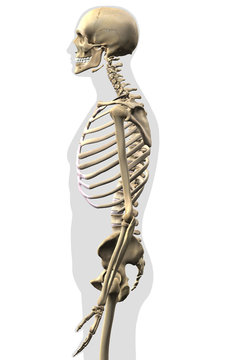 Profile of Human Skeleton on White Backround