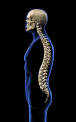 Human Skull and Vertebral Column, Side View on Black Background