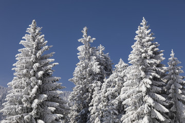 Snow-covered fir trees against the deep blue sky in Switzerland