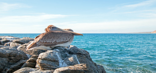 Fototapeta na wymiar California Brown Pelican roosting on rock at Punta Lobos in Baja California Mexico BCS