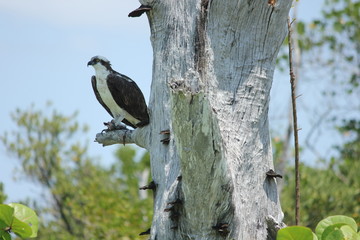 König der Lüfte/Seeadler
