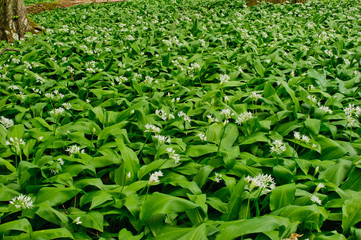 Bärlauchblüte im Wald