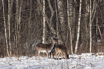 Flock of Fallow deer (Dama dama)
