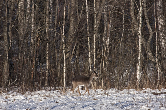 Fallow deer (Dama dama), female