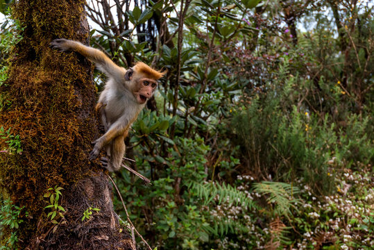 Srilankan toque macaque or Macaca sinica in jungle