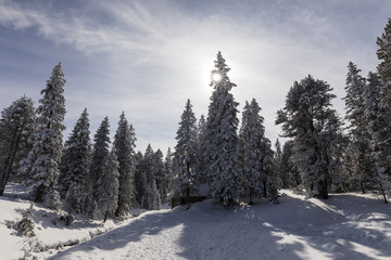 Winter hiking trail in Langis leads through a fresh snowy landscape in Switzerland