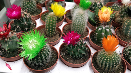 Colorful cactuses