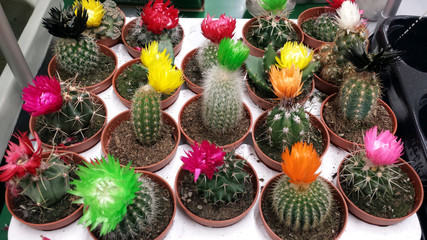 Colorful cactuses
