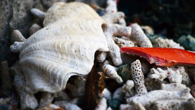 shells and corals at the beach in Sabang, Puerto Galera, Oriental Mindoro, Philippines
