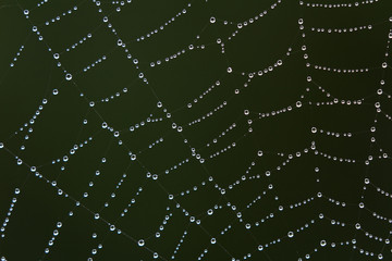 water beads on a web