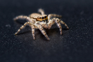 Jumping spider - mariposa muscosa