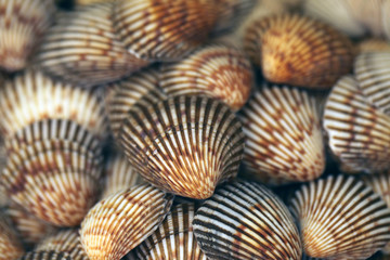 wallpaper, background - many big beautiful brown, yellow and white shells together - nature macro