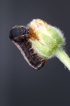 catterpillar on a green bud