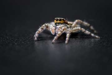 Jumping spider - mariposa muscosa