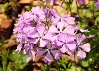 Vibrant pink flowers of woodland phlox plant in a forest
